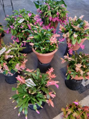 Plants