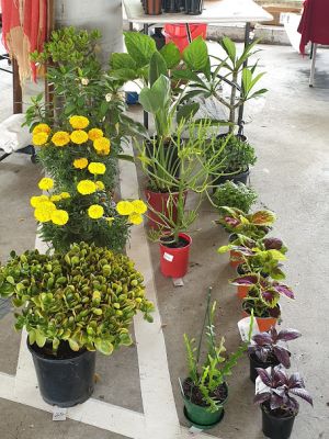 Pot plants